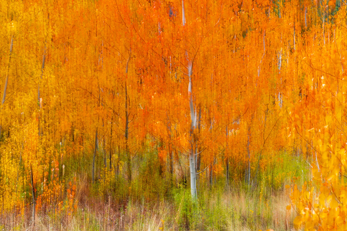 Loup Loup Autumn Aspen Impressions - Metal Print
Rectangular landscape image filled with bright orange leaves and white trunks of aspen trees.  The image is blurred using Intentional Camera Movement, so it looks like an Impressionist painting.