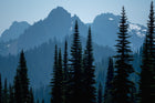 Tatoosh Range in Blue- Metal Print
Rectangular landscape image showing four layers of mountain peaks wreathed in blue smoke haze.  There are tall, skinny fir trees silhouetted in the foreground.