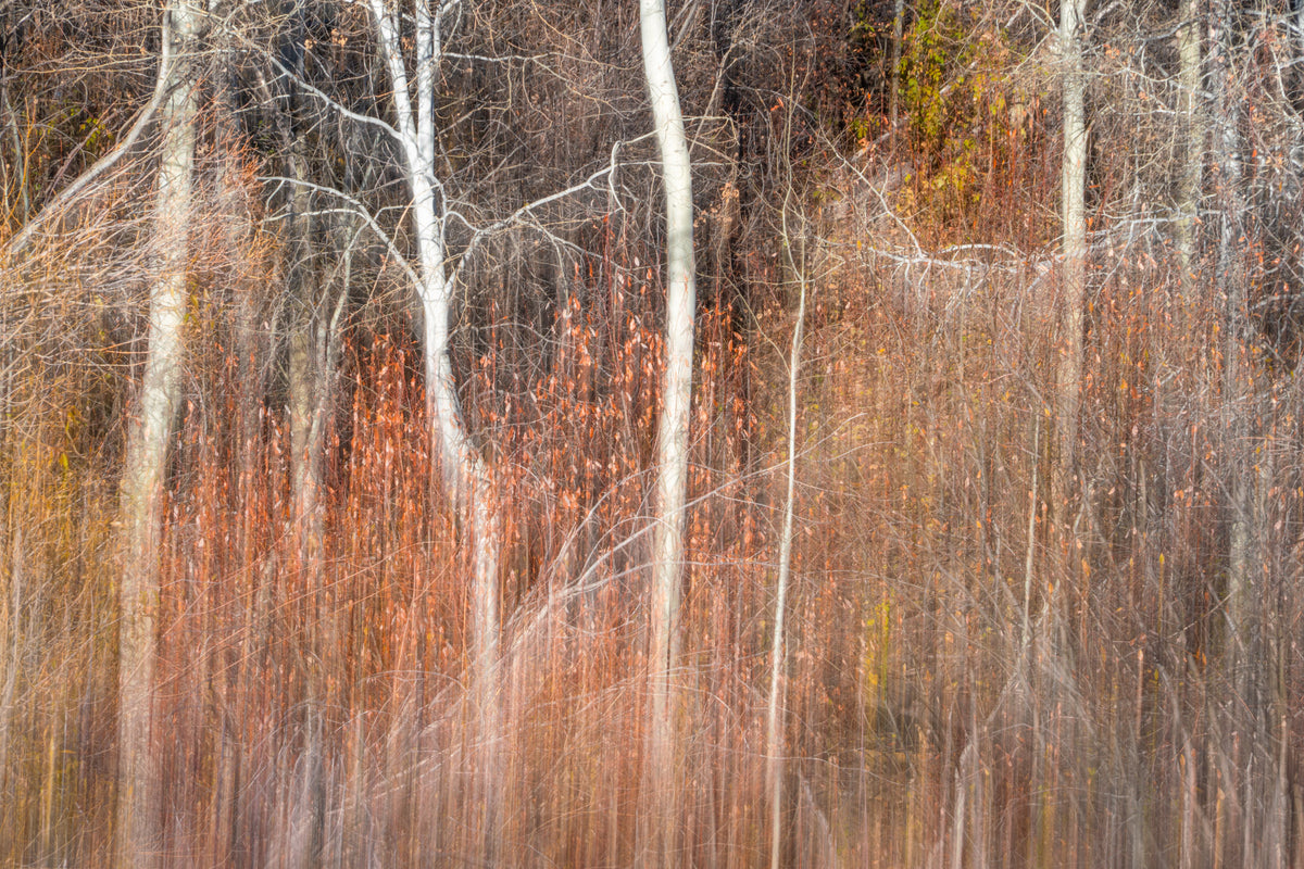 Big Buck Dancing Aspens - Acrylic Print
Rectangular landscape image filled with red and orange leaves, dark shadows and bright white aspen trees.  The image is blurred using Intentional Camera Movement, so it looks like an Impressionist painting.
