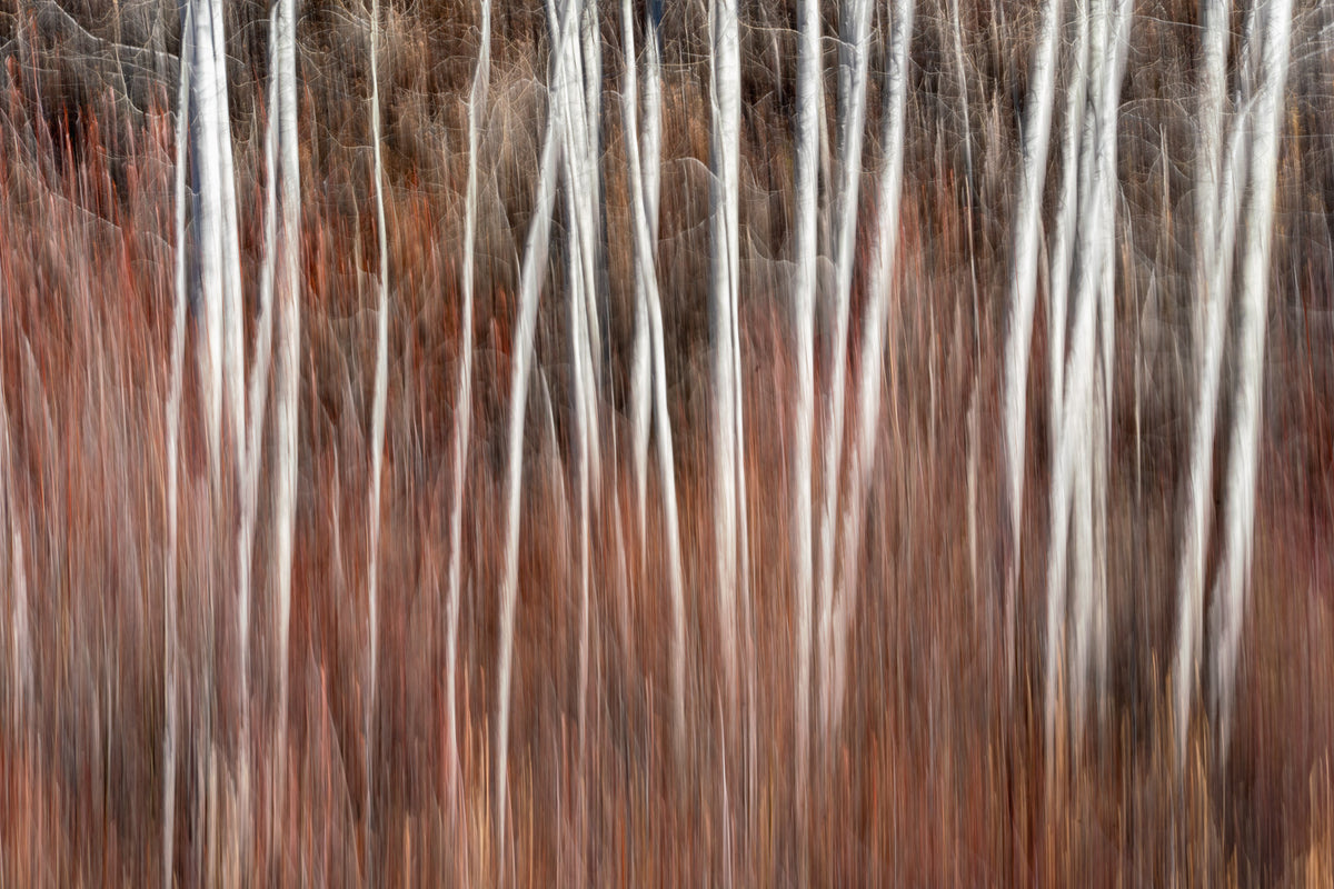Big Buck Streaked Aspens - Acrylic Block
Rectangular landscape image filled with blurred red leaves, black shadows and multiple bright white trunks of aspen trees.  The image is blurred using Intentional Camera Movement, so it looks like an Impressionist painting.