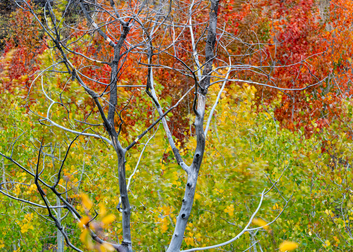 Aspens Old and New - Acrylic Print
2"x3" aspect ratio image of an Aspen grove at the beginning of Autumn. The silver and black trunk of a burned tree stands starkly against the intense colors of the younger trees that are turning from green to red.