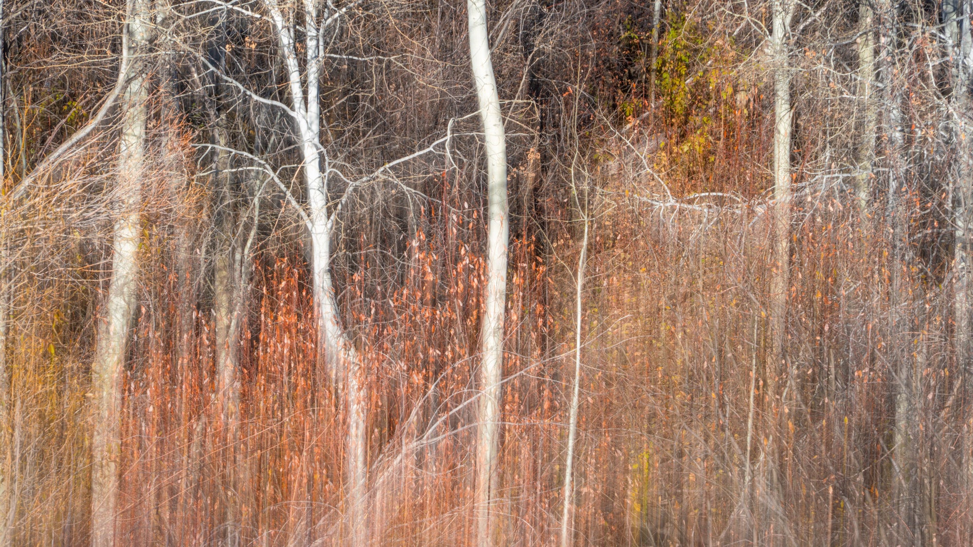 Big Buck Dancing Aspens - Acrylic Print