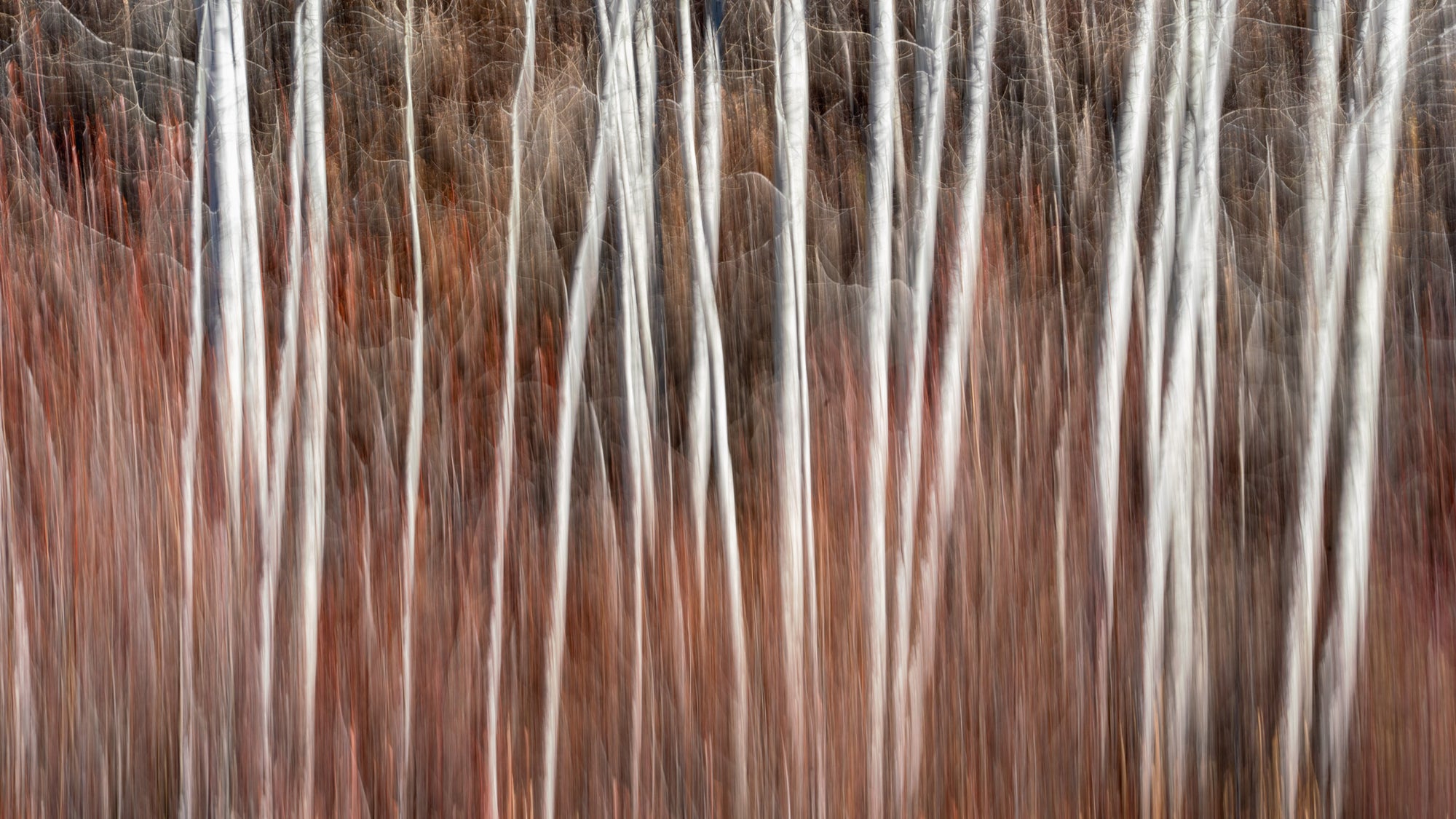 Big Buck Streaked Aspens - Metal Print