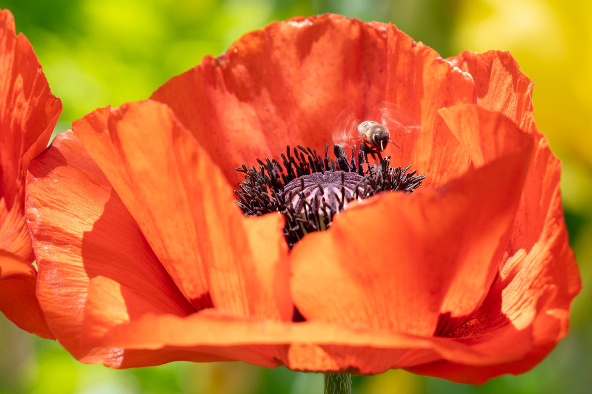 Critters and Creatures Fine Art Prints Collection - Devotion Photography in the Methow Valley