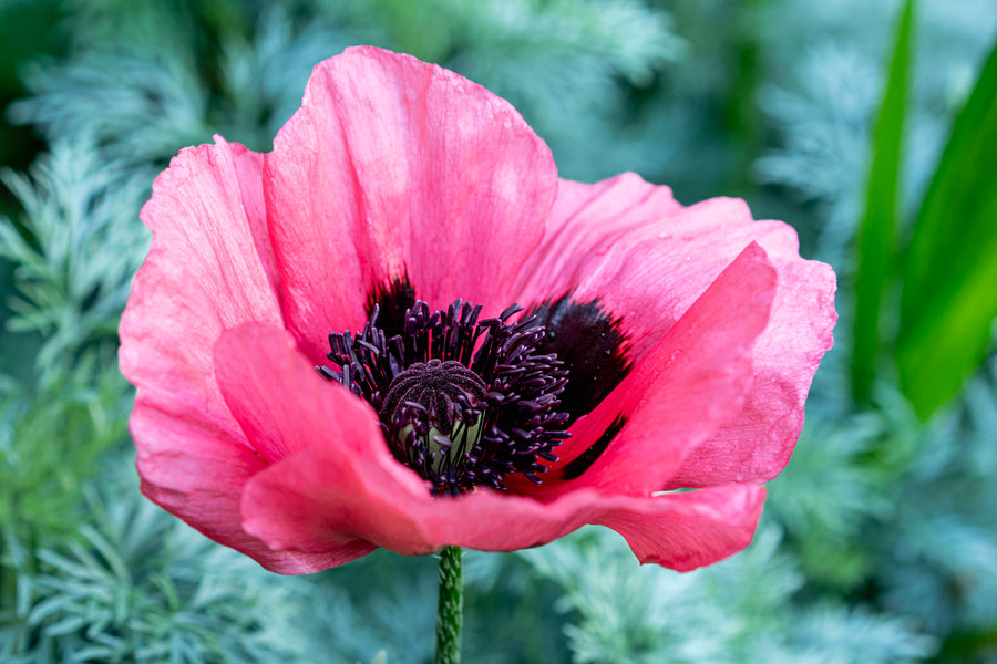 Flowers Fine Art Prints Collection - Devotion Photography in the Methow Valley