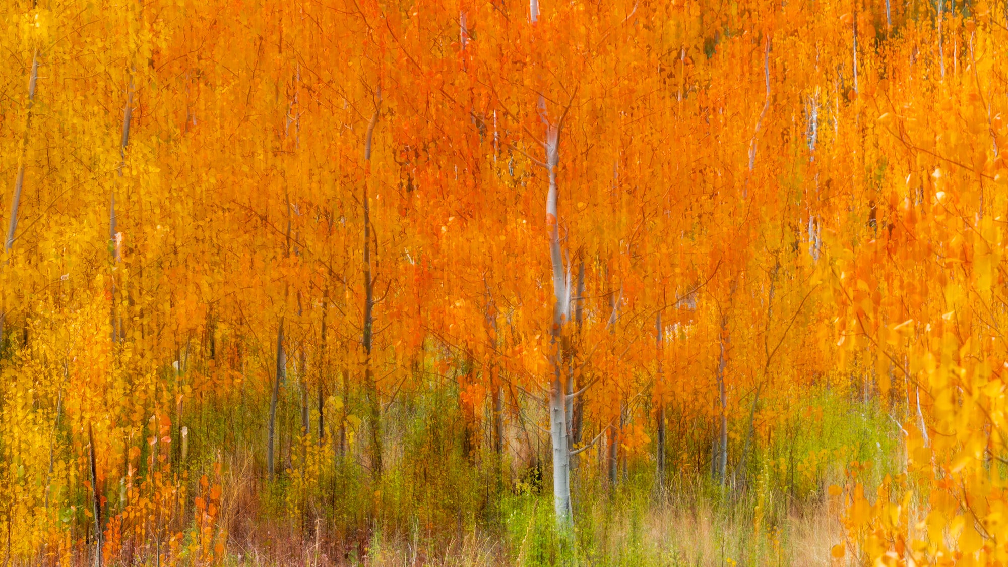Loup Loup Pass Autumn Aspen Impressions - Acrylic Print