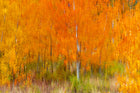 Loup Loup Pass Autumn Aspen Impressions - Acrylic Print