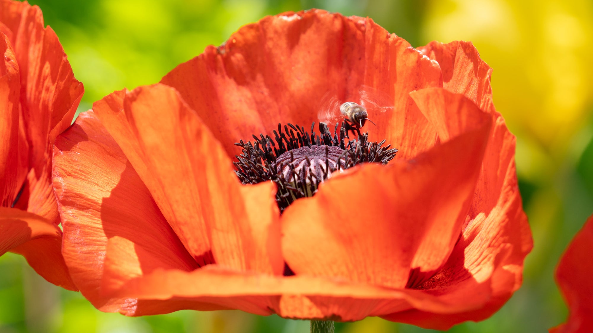 Orange Poppy with Honeybee - Acrylic Print