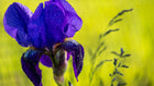 Purple Iris with Dewdrops - Acrylic Print