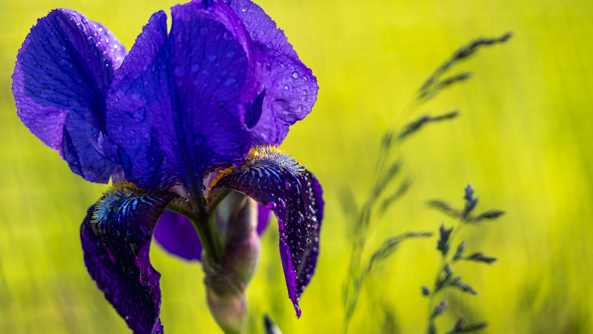 Purple Iris with Dewdrops - Acrylic Print