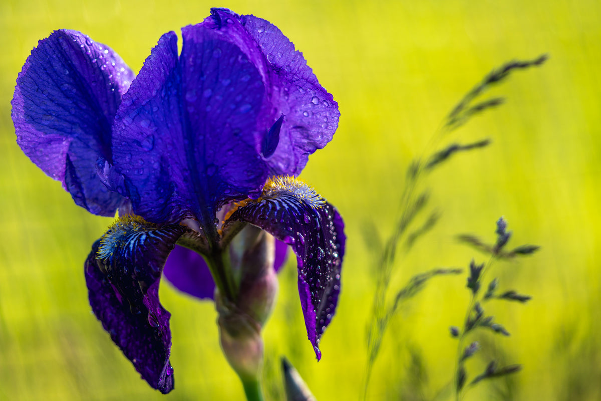 Purple Iris with Dewdrops - Acrylic Block