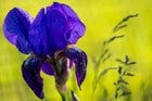 Purple Iris with Dewdrops - Acrylic Print