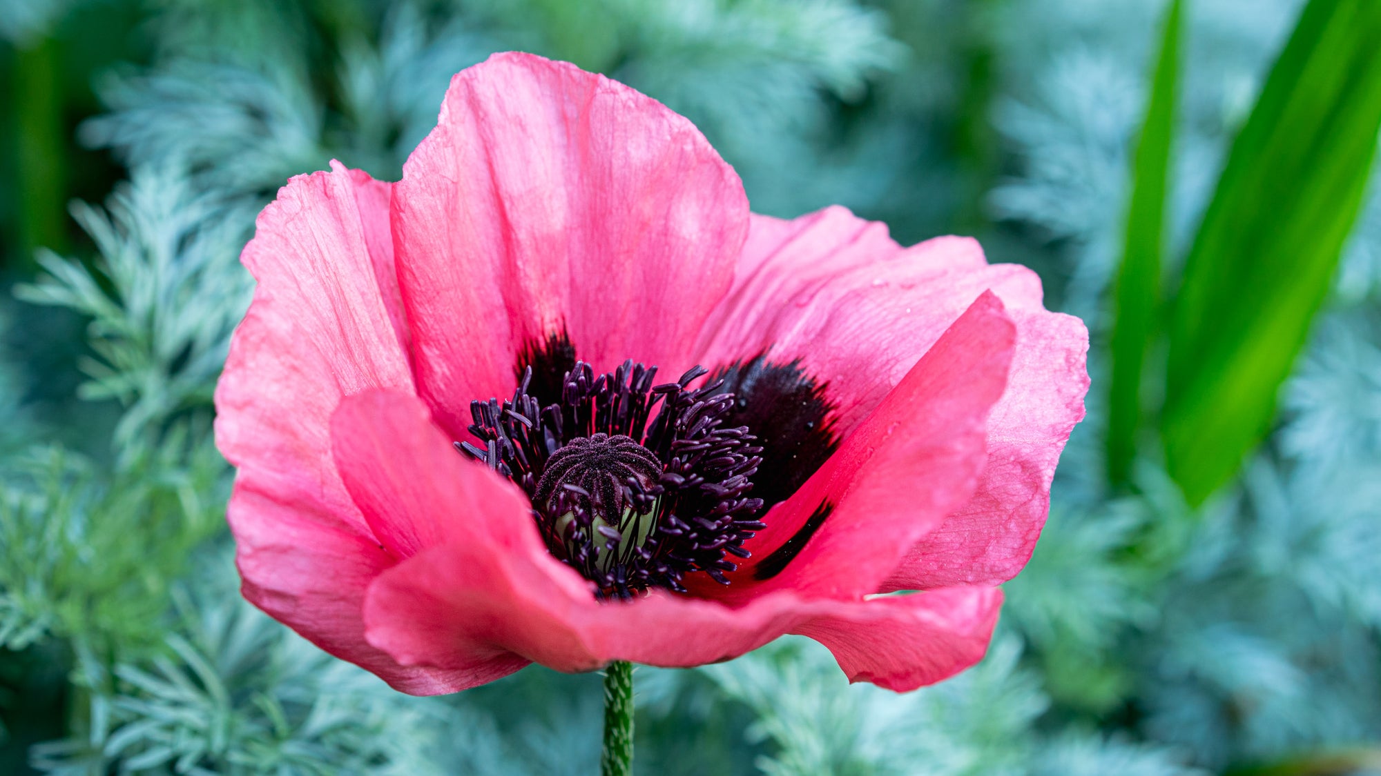 Seabeck Pink Poppy - Acrylic Print