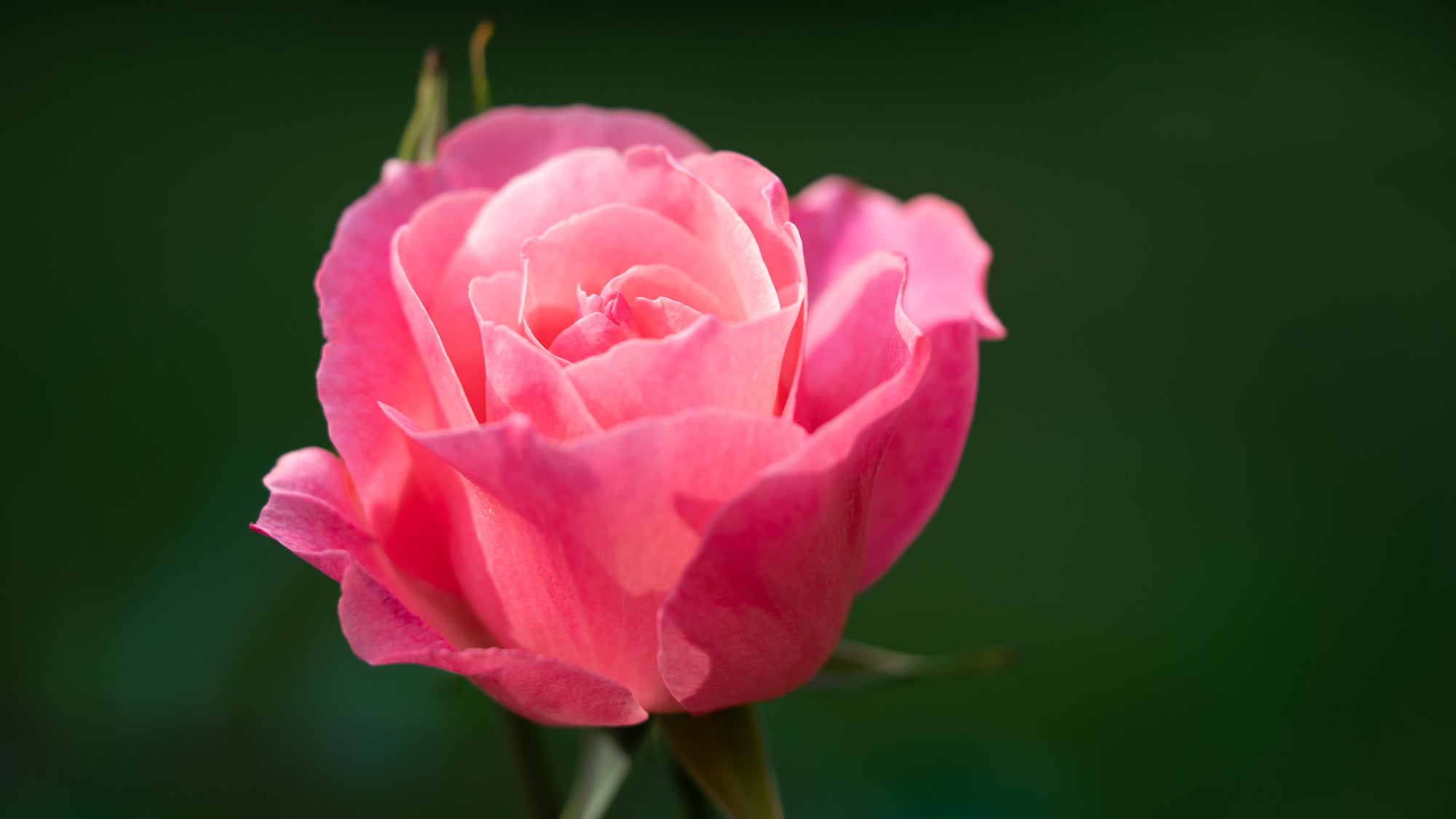 Seabeck Pink Rose - Metal Print