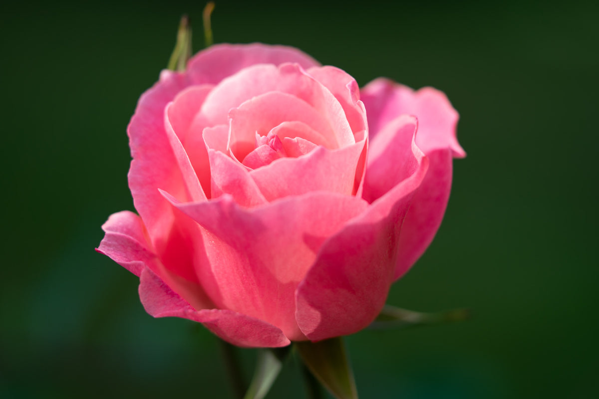 Seabeck Pink Rose - Acrylic Block