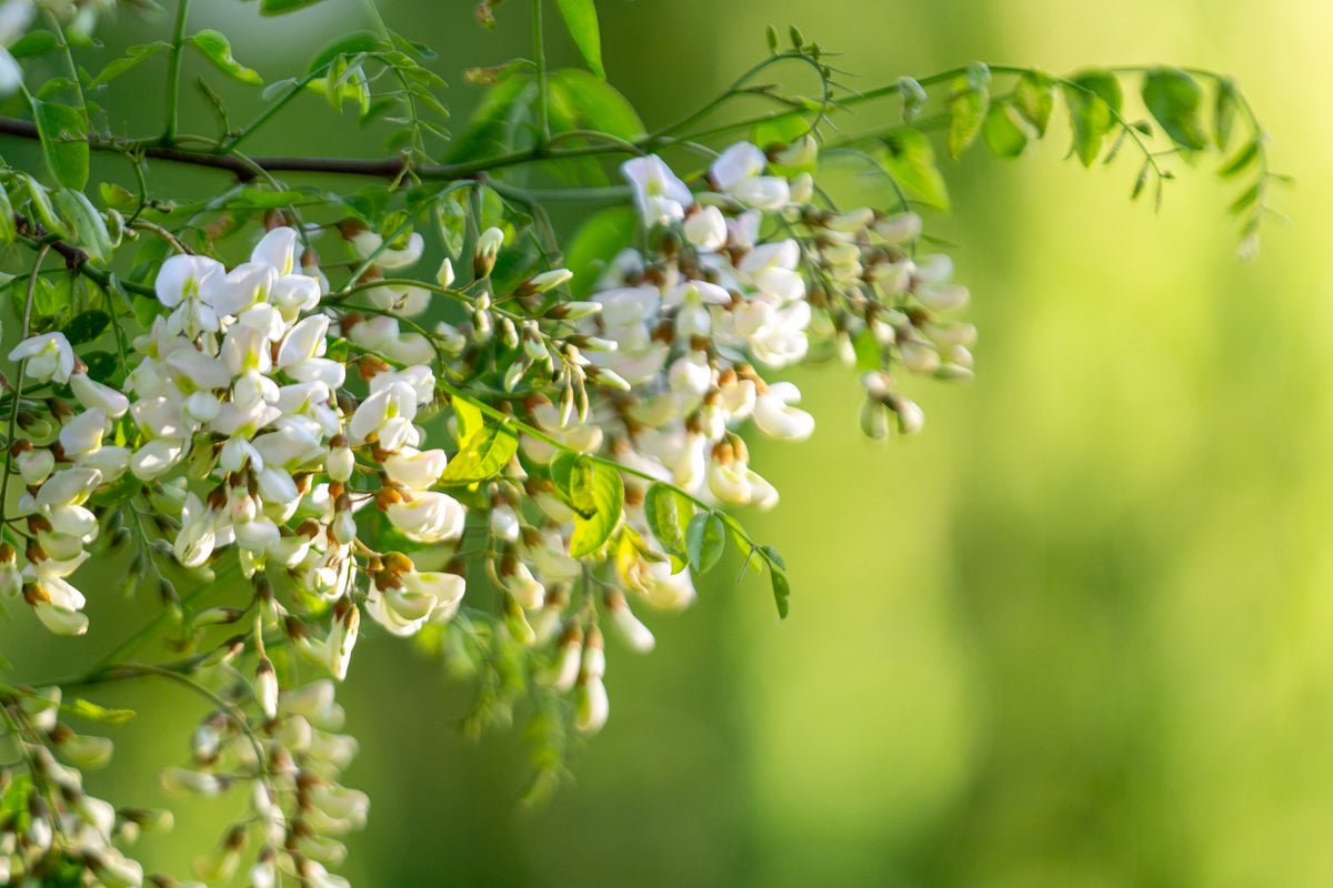 Spring Fine Art Prints Collection - Devotion Photography in the Methow Valley
