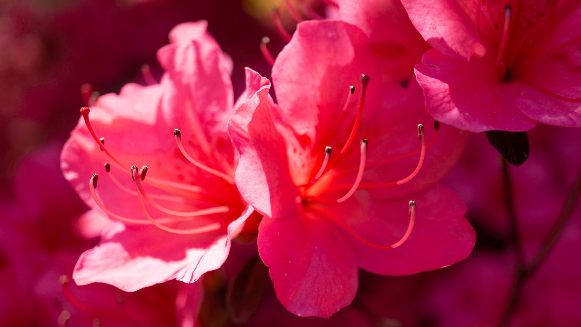 Washington Arboretum Pink Azaleas - Acrylic Print