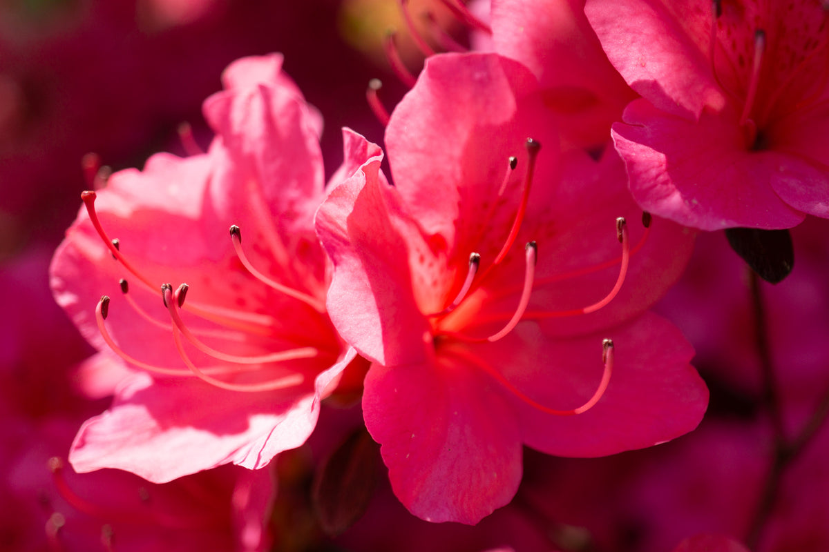 Washington Arboretum Pink Azaleas - Acrylic Print