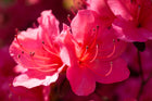 Washington Arboretum Pink Azaleas - Acrylic Print